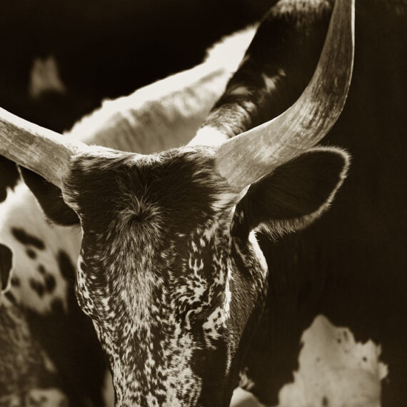 Stuart Redler - Nguni