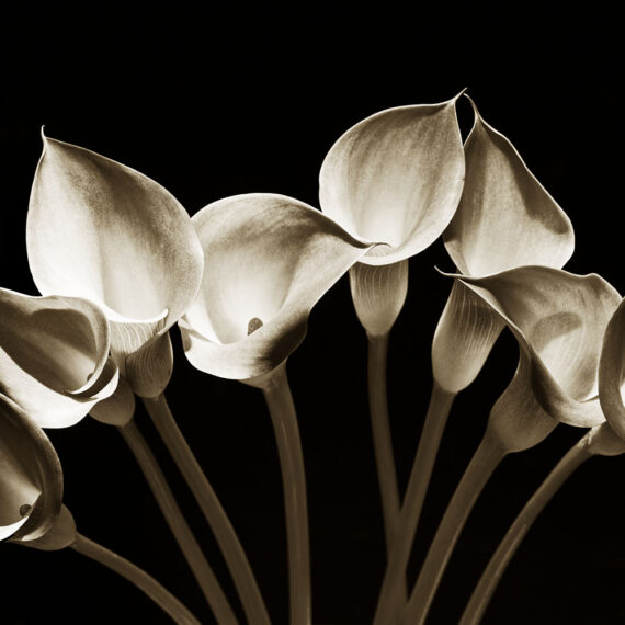 Stuart Redler - Arum Lilies