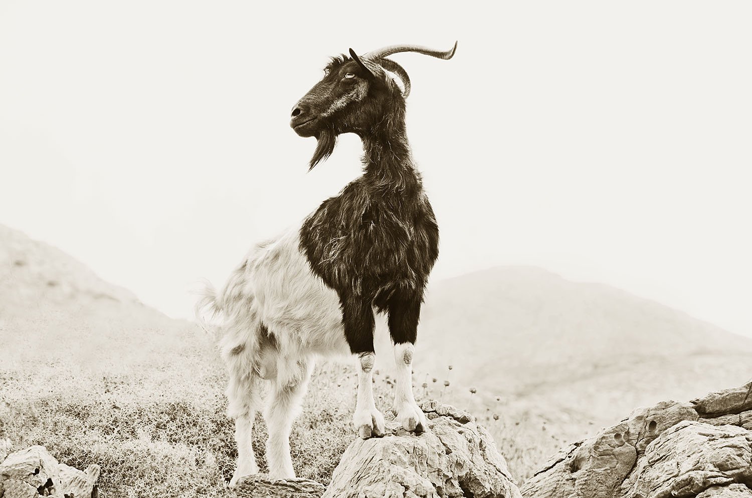 Stuart Redler - Monarch of Amorgos