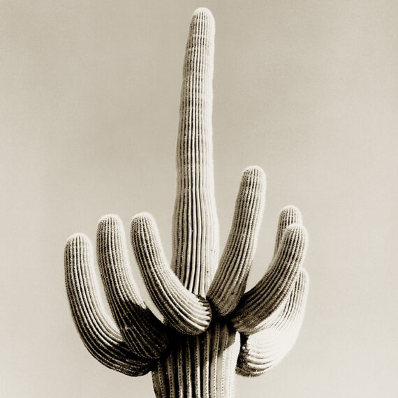 Stuart Redler - Cactus C