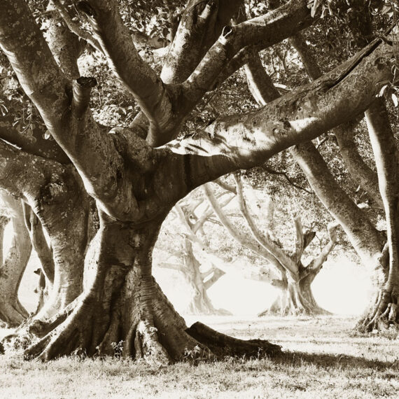 Stuart Redler - Banyan Trees