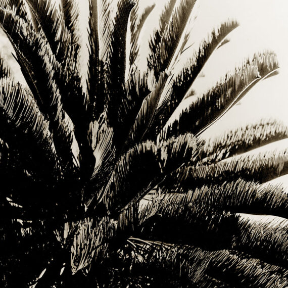 Stuart Redler - Cycad