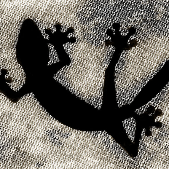 Stuart Redler - Gecko