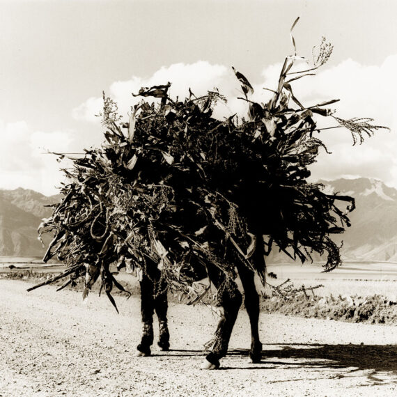 Stuart Redler - Andes Donkey