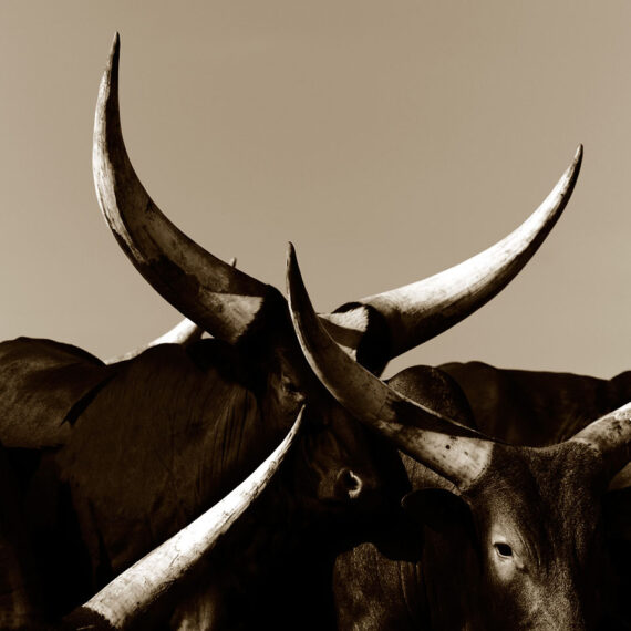 Stuart Redler - Ankole 3