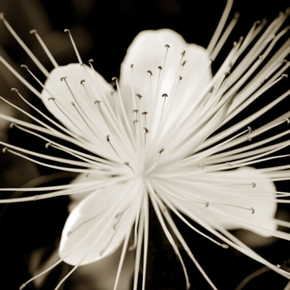 Stuart Redler - Caperberry Flower