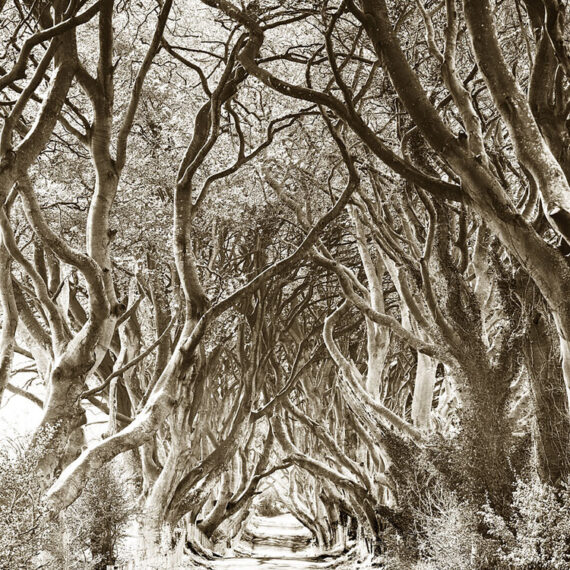 Stuart Redler - Dark Hedges