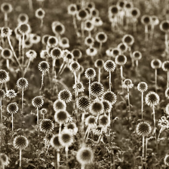 Stuart Redler - Echinops