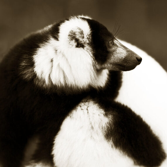 Stuart Redler - Black & White Lemur