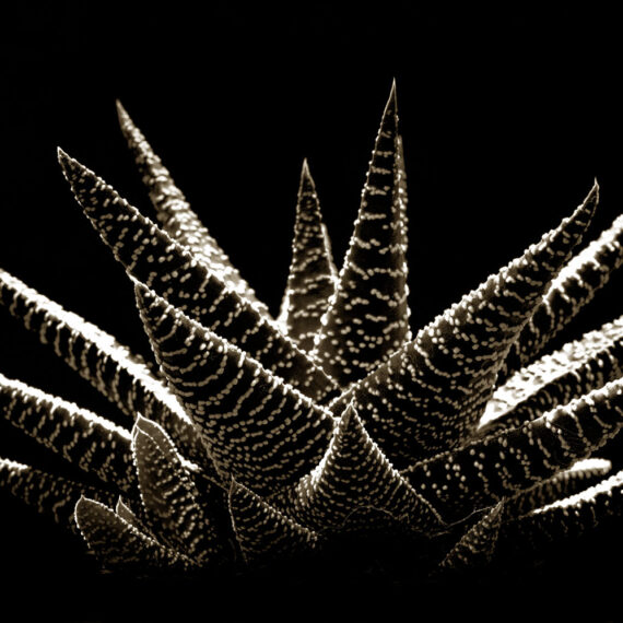 Stuart Redler - Haworthia