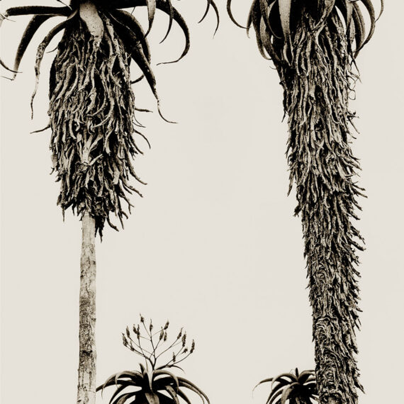 Stuart Redler - Masvingo Aloes