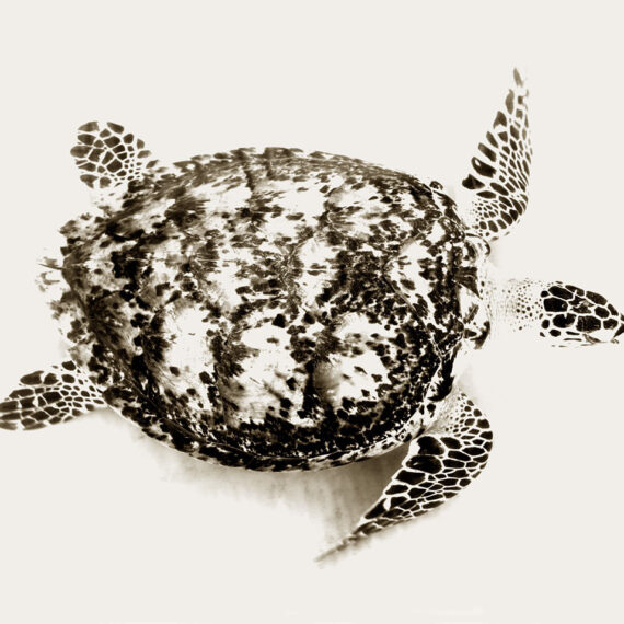 Stuart Redler - Turtle