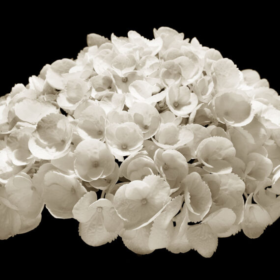 Stuart Redler - Hydrangea