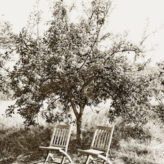 Stuart Redler - Orchard