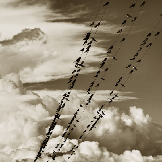 Stuart Redler - Swallows