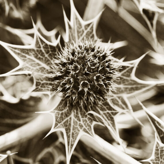 Stuart Redler - Sea Holly