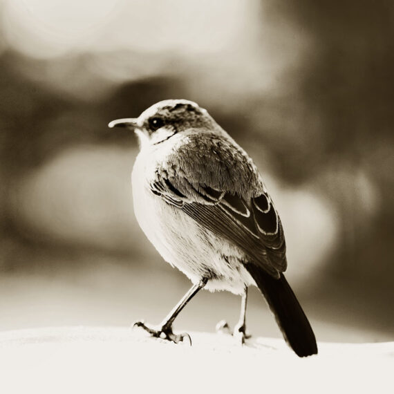 Stuart Redler - Buff Steaked Chat