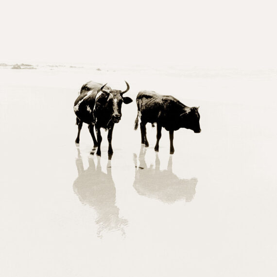 Stuart Redler - Two Cows