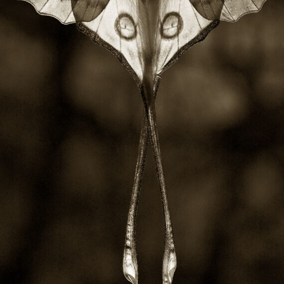 Stuart Redler - Comet Moth