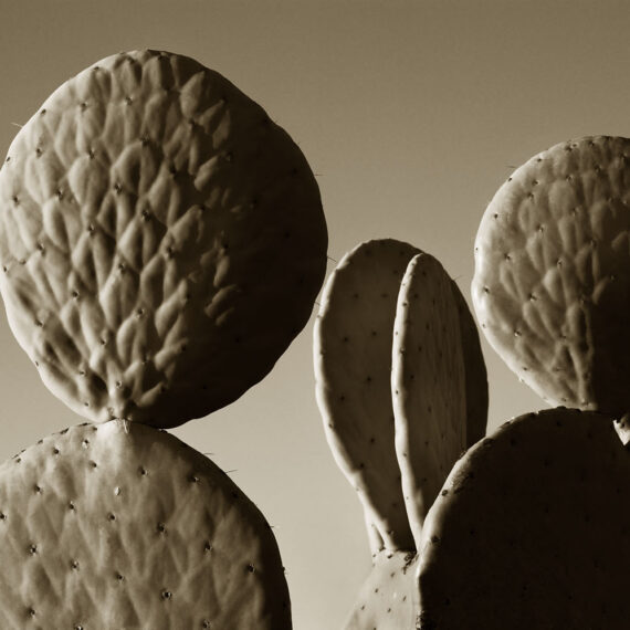 Stuart Redler - Prickly Pear