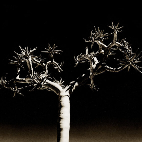 Stuart Redler - Quiver Tree 2