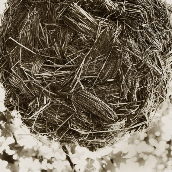 Stuart Redler - LBJ Nest