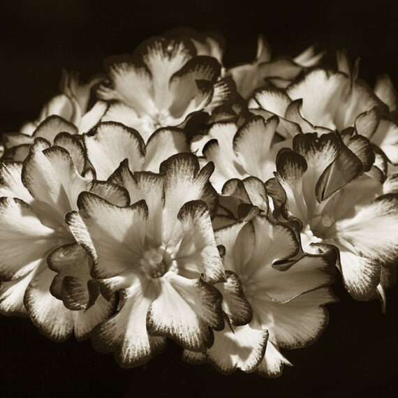 Stuart Redler - Primula