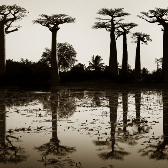 Stuart Redler - Morondava