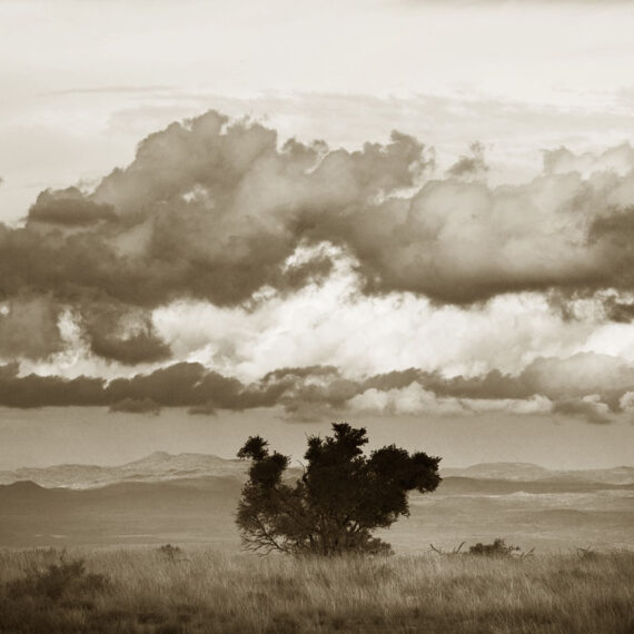 Stuart Redler - Mountain Zebra