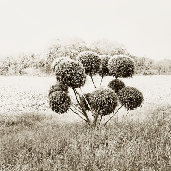The Art Of The Tree Barber