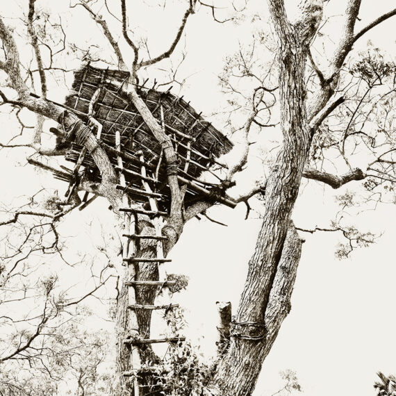 Stairway To Treehouse