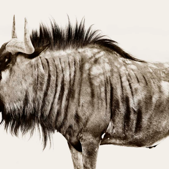 Wildebeest