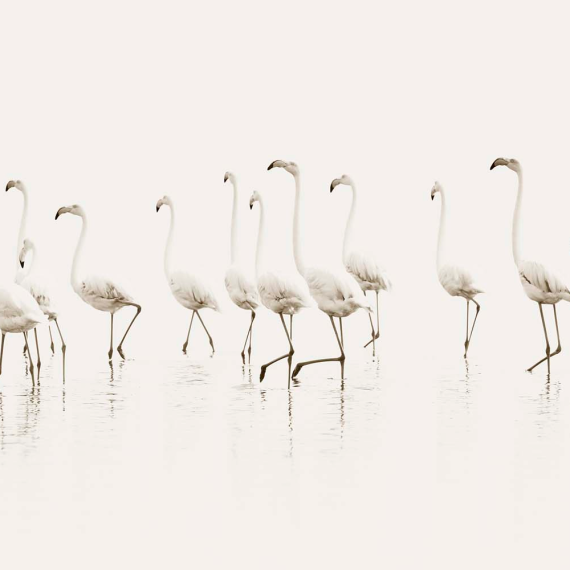 Flamingos