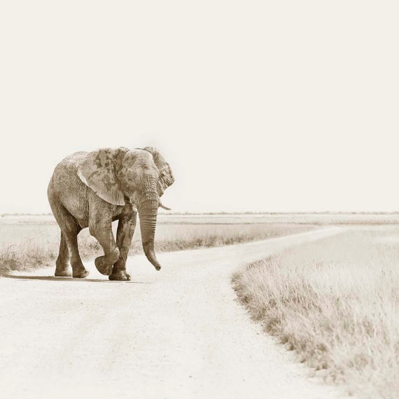 Jaywalker