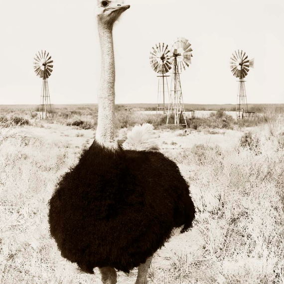 Neck Necks