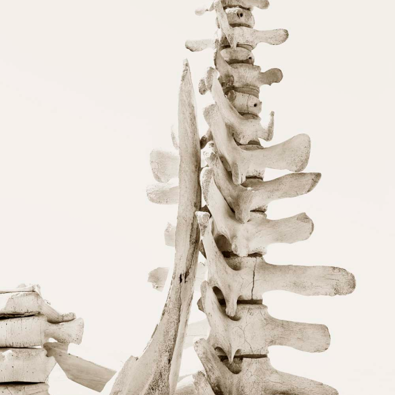 Whale Spine