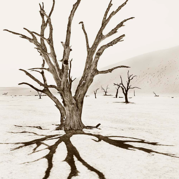 Deadvlei 3