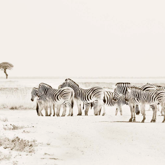Zebra Crossing