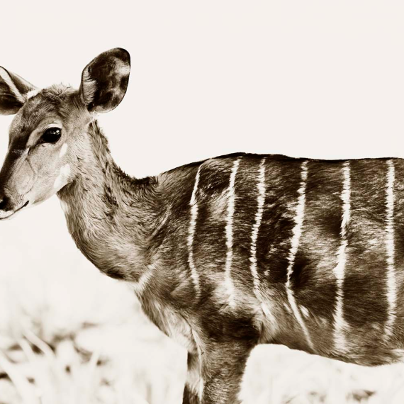 Nyala